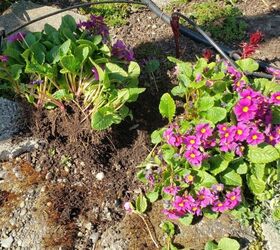 how to divide perennial plants, Primroses that have been divided