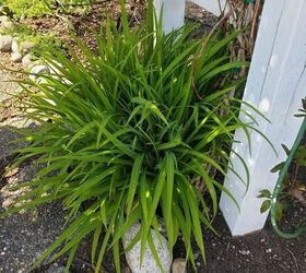 how to divide perennial plants, Daylilies