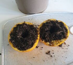 orange peel seed starter