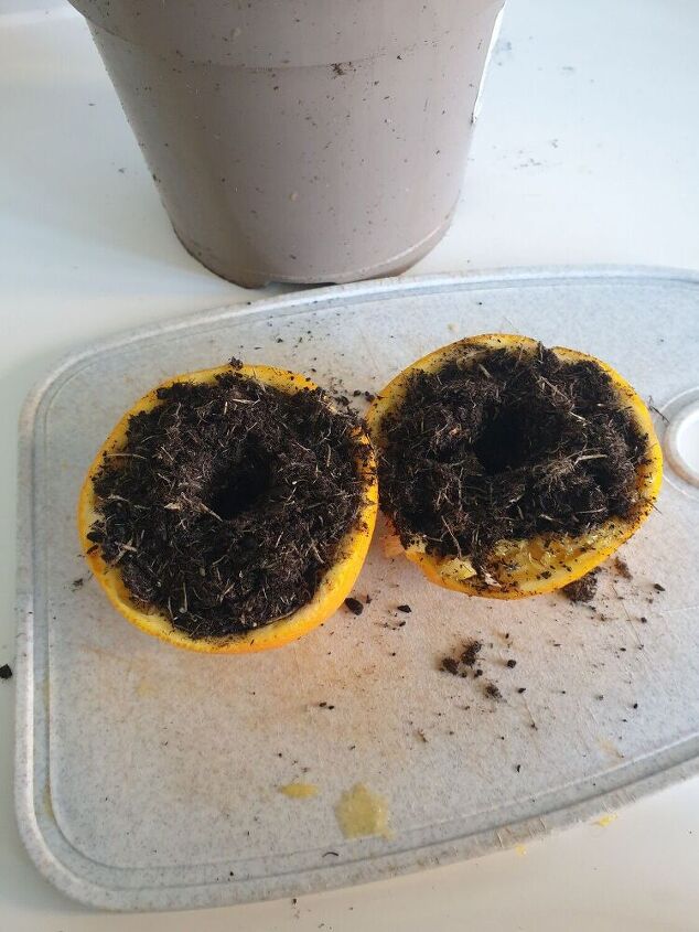 semillas de cscara de naranja
