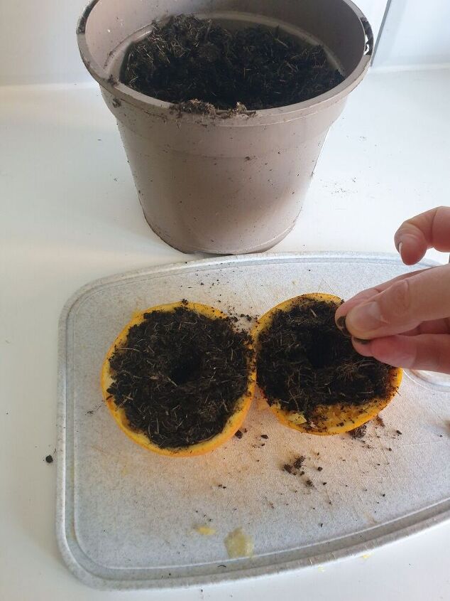 semillas de cscara de naranja