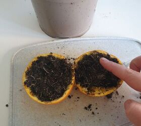 orange peel seed starter