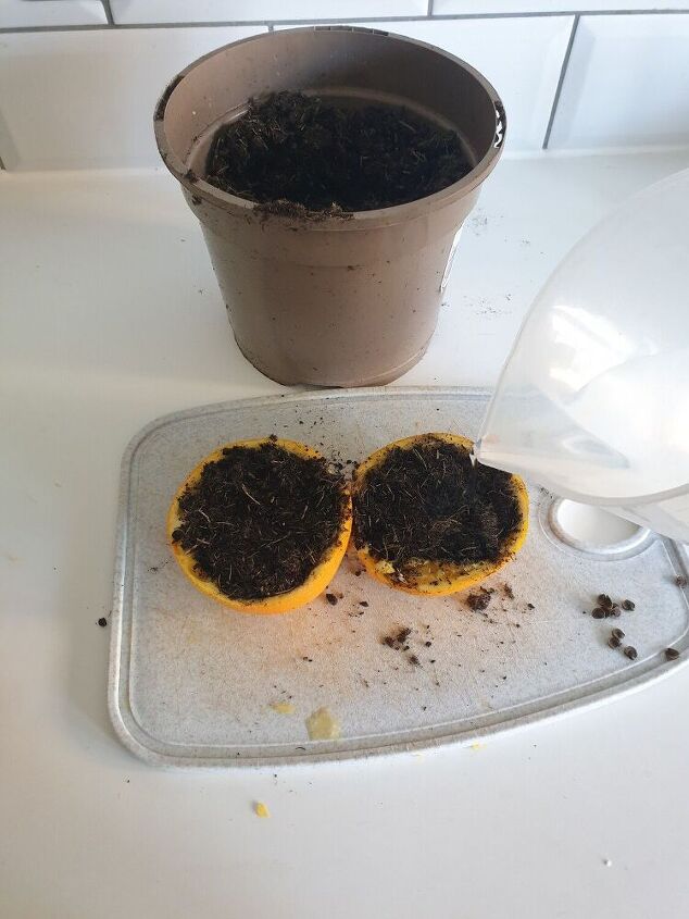 sementes de casca de laranja