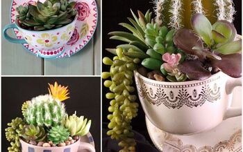 Succulents in a Teacup