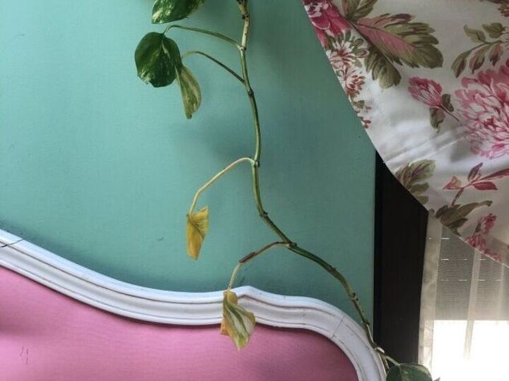 q how to i make this plant fuller