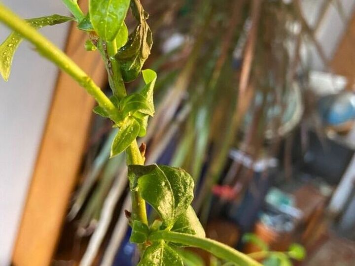 q is my blueberry plant dying