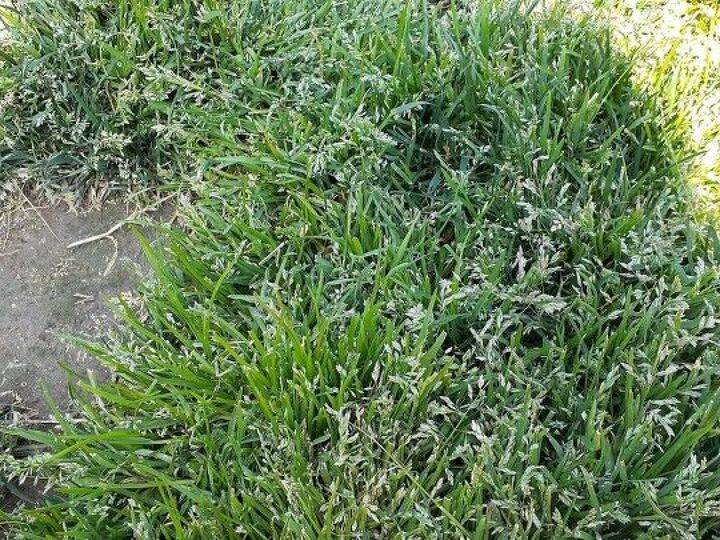 q is this a grass or a weed