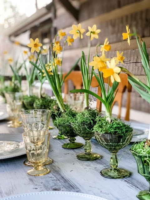 pea central de primavera bulbos de narciso florescendo em copos vintage
