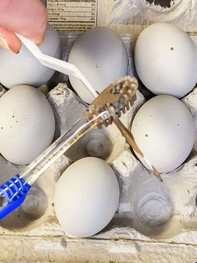 ovos pintados e salpicados