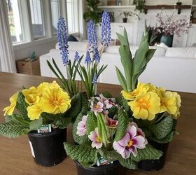 cmo hacer una maceta de primavera de interior, 4 pr mulas 1 jacinto de uva 1 tulip n blanco