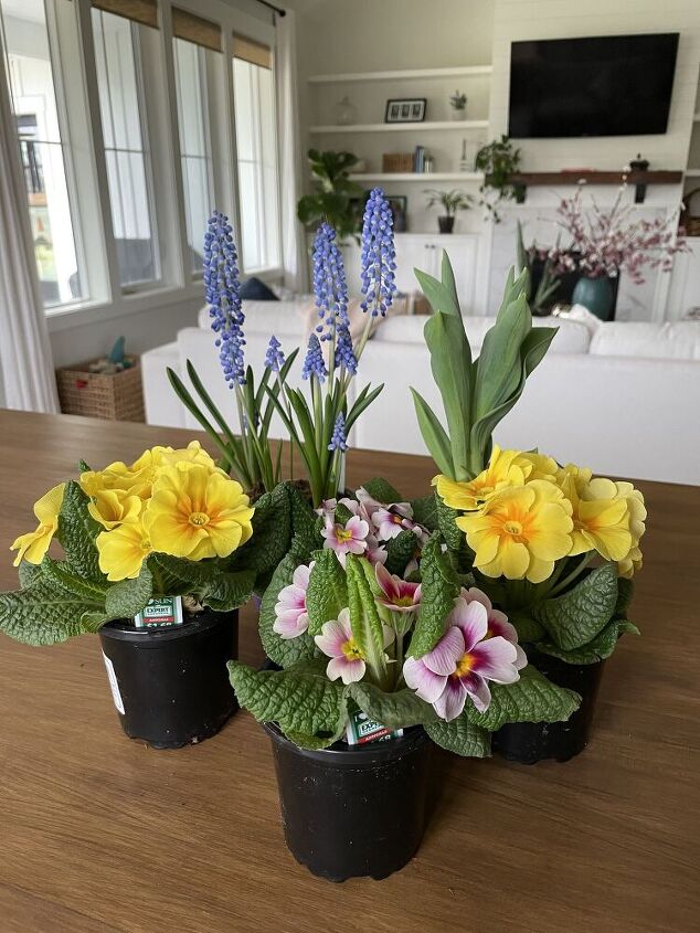 post, 4 primrose plants 1 grape hyacinth and 1 white tulip plant for indoor container garden