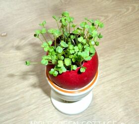 s 12 reasons to save your eggshells this week, Start a mini garden with them