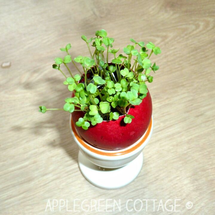 s 12 reasons to save your eggshells this week, Start a mini garden with them