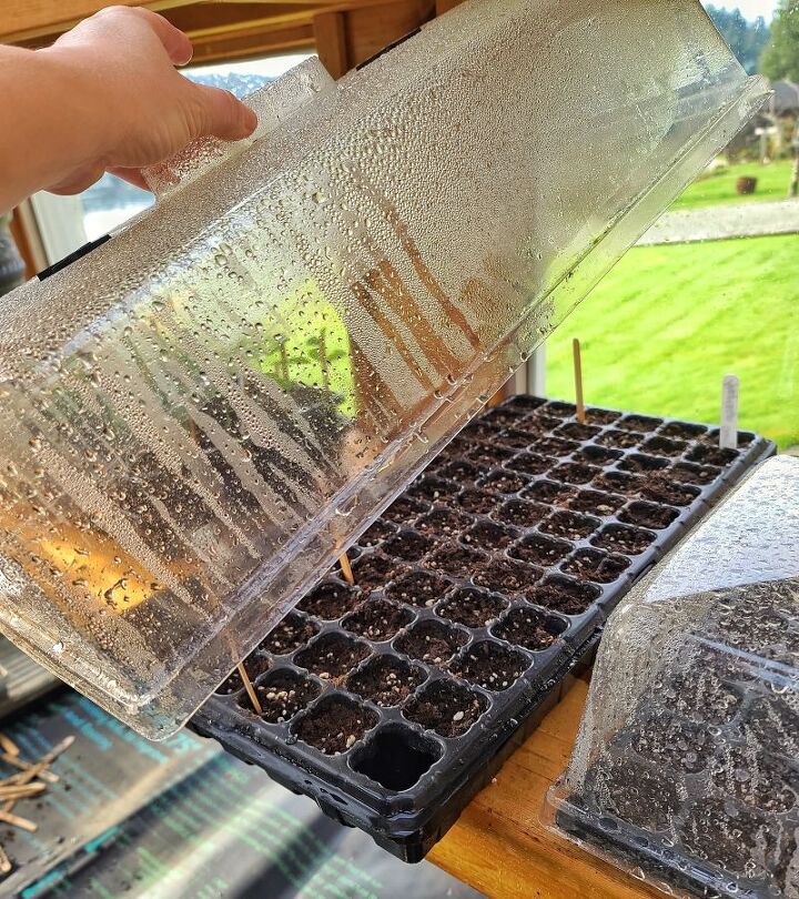 como semear sementes de snapdragon dentro de casa