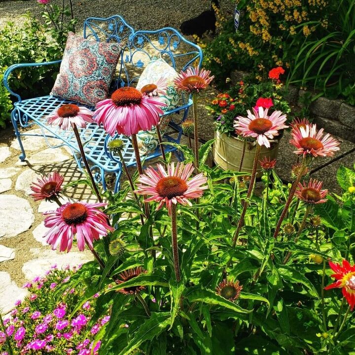how to divide perennial plants, Coneflowers