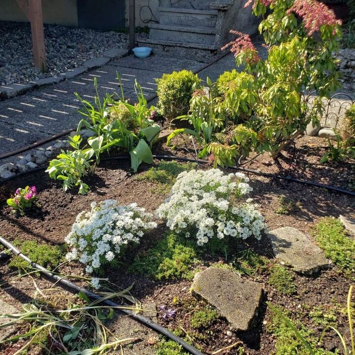 how to divide perennial plants, Candytuft