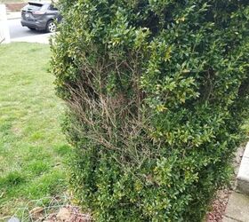 q please help me fix this bush
