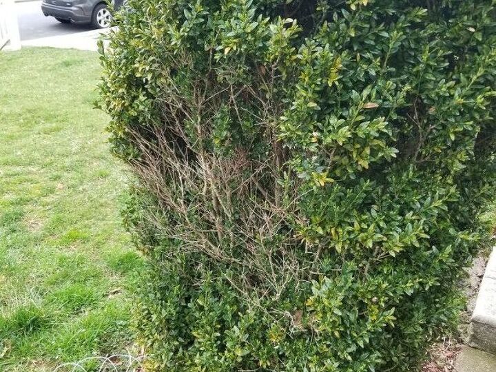 q please help me fix this bush