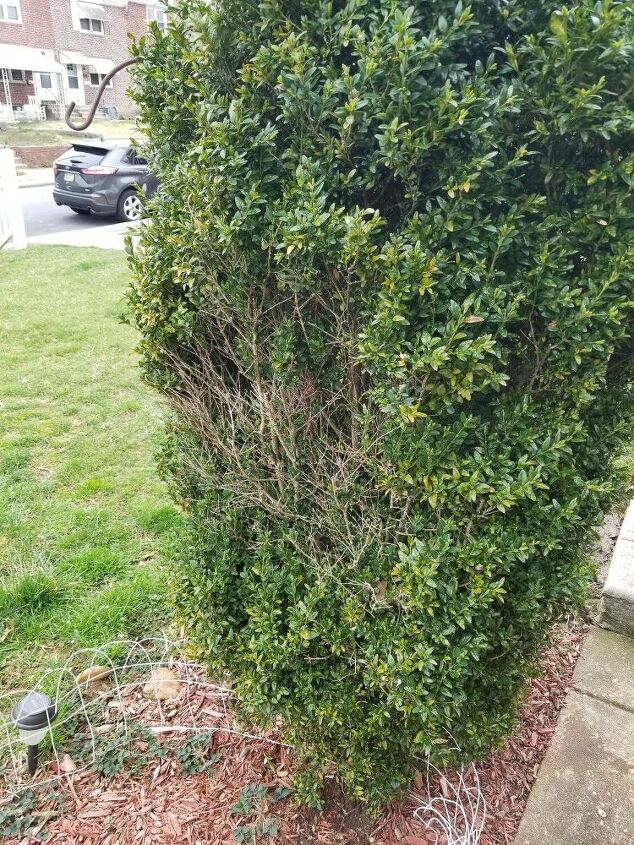q please help me fix this bush