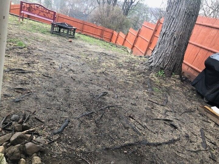 q planting grass neatening area around shallow root system