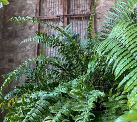 how to fertilize your ferns