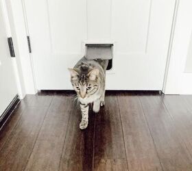 styling a cat room, Toby sure loves being able to come and go as he pleases