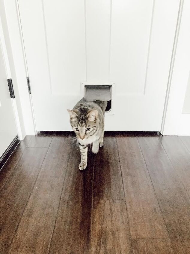 estilo de um quarto para gatos, Toby adora poder ir e vir quando quiser