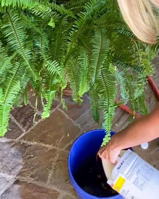 how to fertilize your ferns