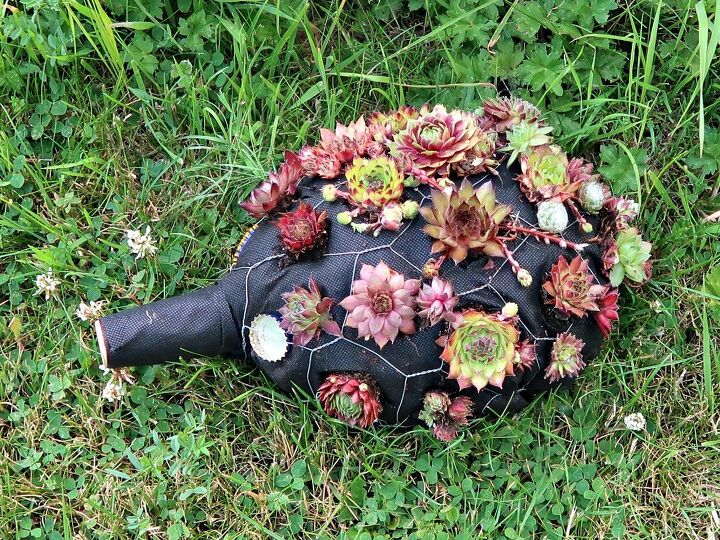 20 whimsical garden ideas that ll make your neighbors stop and stare, An adorable succulent hedgehog
