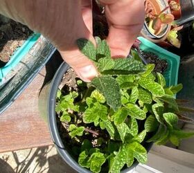 little mint herb holder for spring, Breaking off some mint sprigs