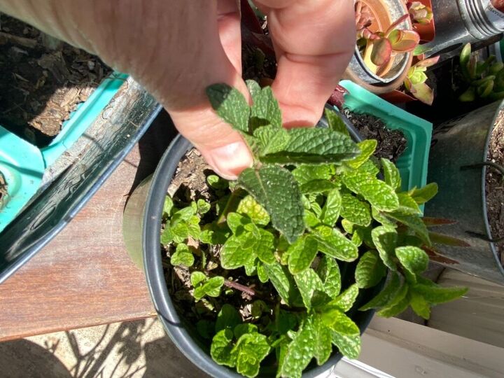 little mint herb holder for spring, Breaking off some mint sprigs