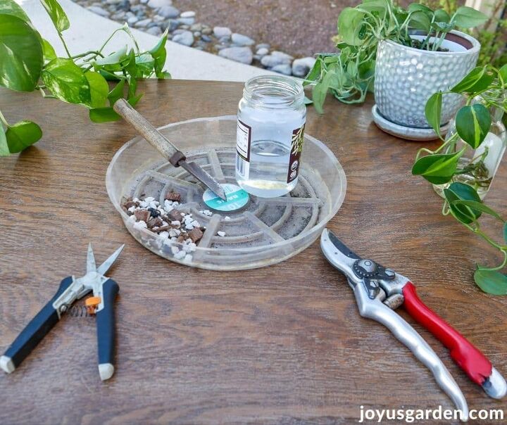 pothos propagation how to prune propagate pothos, A sampling of materials you ll need