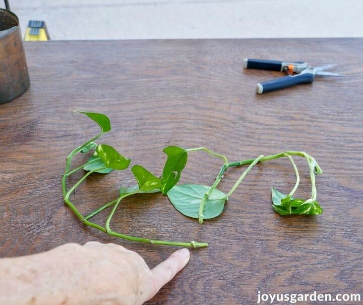 pothos propagation how to prune propagate pothos, I m pointing at a brown root node