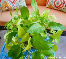 Pothos Propagation: How To Prune & Propagate Pothos