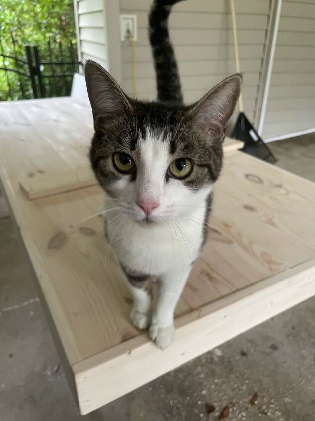 diy tablero de madera desmontable para una mesa plegable, PS este no es mi gato