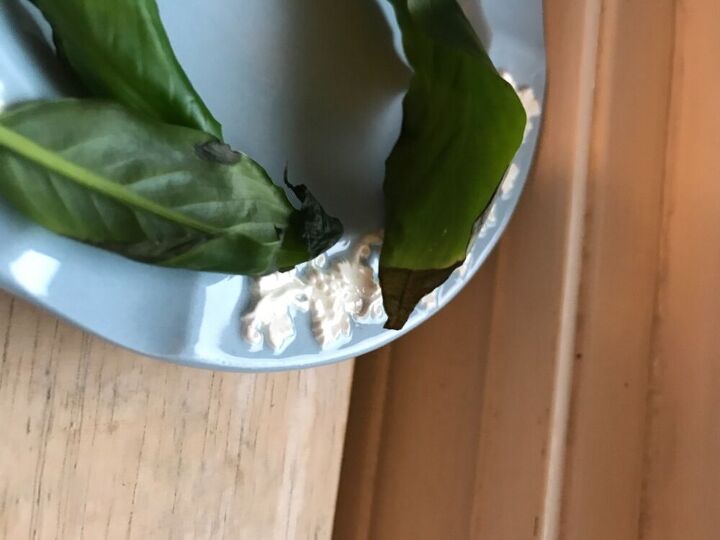 q how do i prevent the leaves of my plants from getting brown dried tips