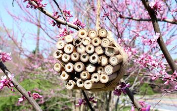  Como fazer uma casa de abelhas para abelhas de pedreiro