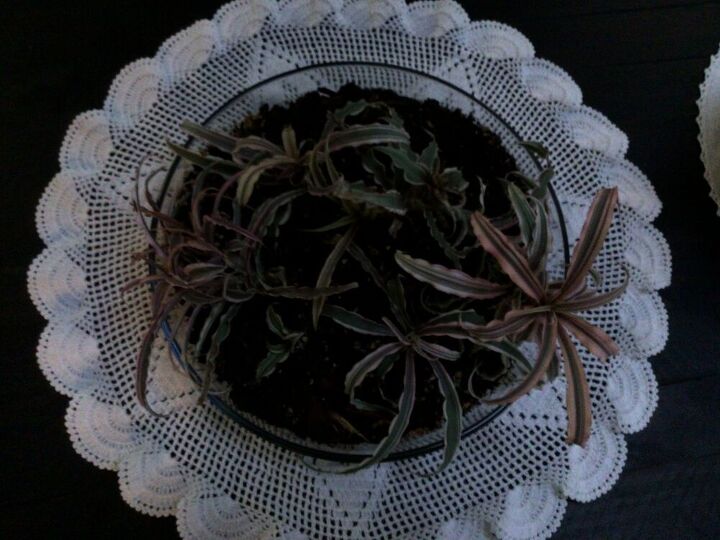 q what is this plant
