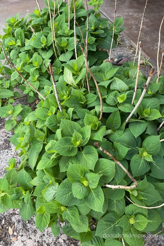 podar las hortensias antes de que florezca la primavera no las estropees