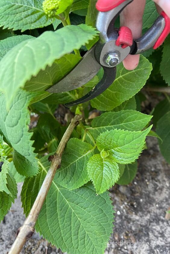 pruning hydrangeas before spring blooms don t mess them up