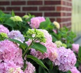 pruning hydrangeas before spring blooms don t mess them up
