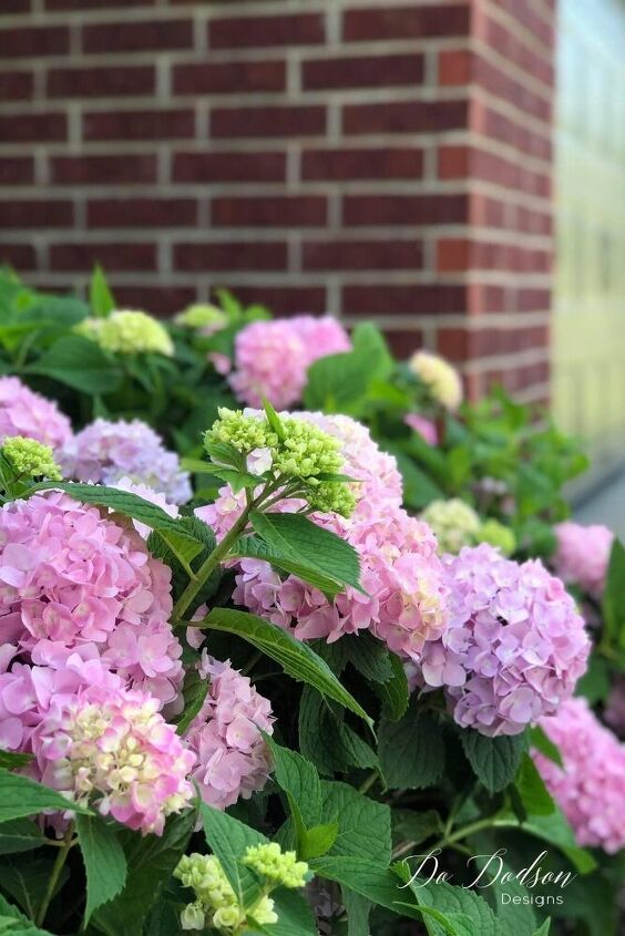 podar las hortensias antes de que florezca la primavera no las estropees