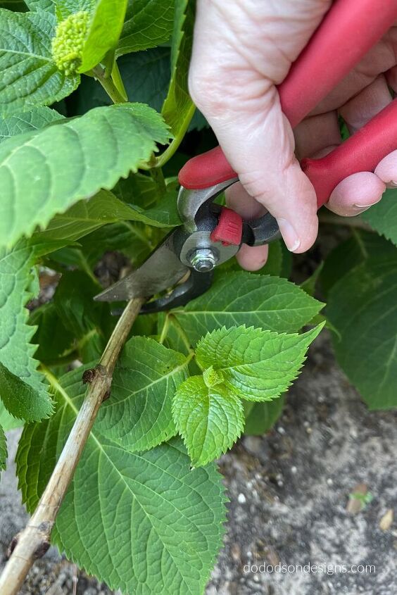 pruning hydrangeas before spring blooms don t mess them up