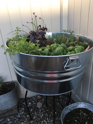 container gardening bucket of herbs
