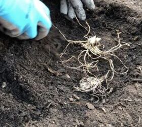 Cómo plantar bulbos de Hosta: Cómo plantar hostas a raíz desnuda en primavera u otoño