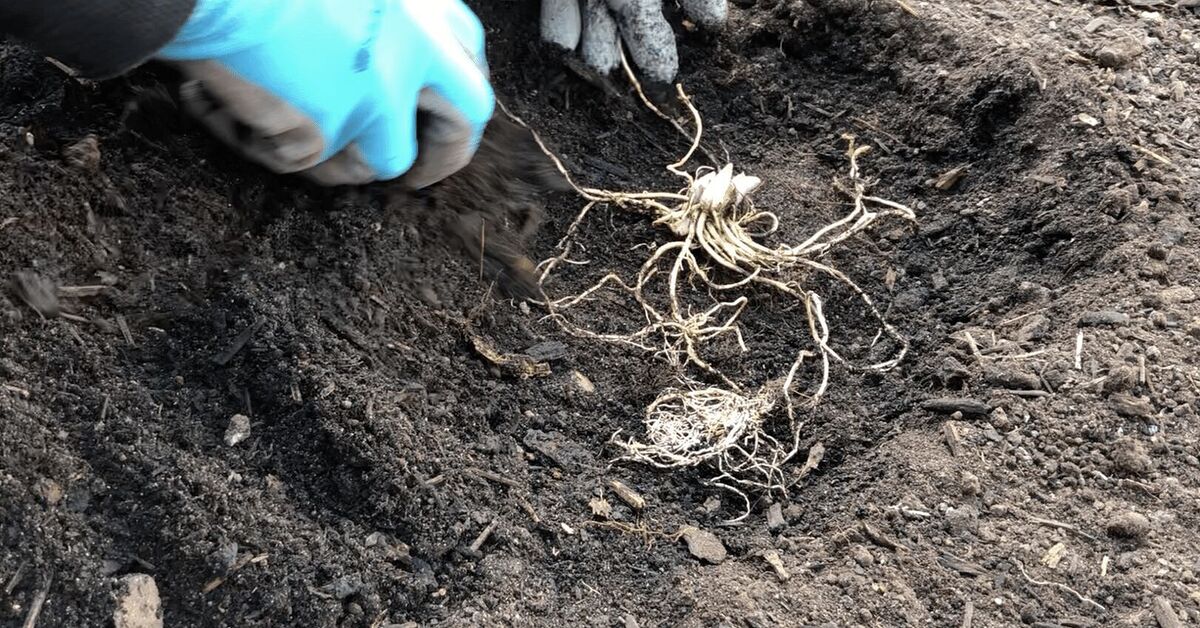 Hostas Root Rot Planting Hosta Bulbs: How To Plant Bare-Root Hostas in Spring or Fall ...