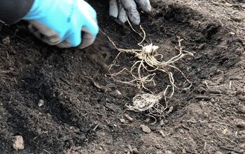 Cómo plantar bulbos de Hosta: Cómo plantar hostas a raíz desnuda en primavera u otoño