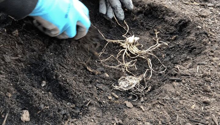 planting hosta bulbs how to plant bare root hostas in spring or fall