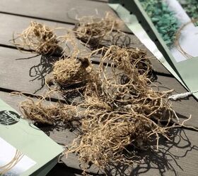 planting hosta bulbs how to plant bare root hostas in spring or fall