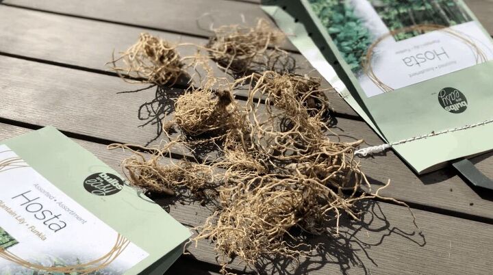 planting hosta bulbs how to plant bare root hostas in spring or fall